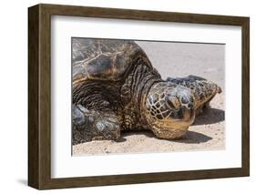 A Green Sea Turtle (Chelonia Mydas) on Laniakea Beach-Michael DeFreitas-Framed Photographic Print