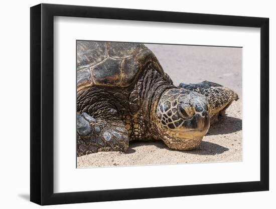 A Green Sea Turtle (Chelonia Mydas) on Laniakea Beach-Michael DeFreitas-Framed Photographic Print