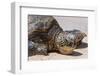 A Green Sea Turtle (Chelonia Mydas) on Laniakea Beach-Michael DeFreitas-Framed Photographic Print