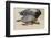 A Green Sea Turtle (Chelonia Mydas) on Laniakea Beach-Michael DeFreitas-Framed Photographic Print