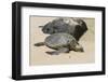 A Green Sea Turtle (Chelonia Mydas) on Laniakea Beach-Michael DeFreitas-Framed Photographic Print