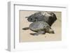 A Green Sea Turtle (Chelonia Mydas) on Laniakea Beach-Michael DeFreitas-Framed Photographic Print