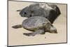 A Green Sea Turtle (Chelonia Mydas) on Laniakea Beach-Michael DeFreitas-Mounted Photographic Print