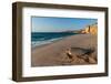 A green sea turtle, Chelonia mydas, returning to the sea after laying her eggs. Ras Al Jinz, Oman.-Sergio Pitamitz-Framed Photographic Print