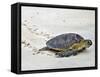 A Green Sea Turtle Crossing Watamu Beach, White Sandy Beach Is an Important Breeding Ground for Thr-Nigel Pavitt-Framed Stretched Canvas