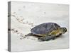 A Green Sea Turtle Crossing Watamu Beach, White Sandy Beach Is an Important Breeding Ground for Thr-Nigel Pavitt-Stretched Canvas