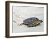 A Green Sea Turtle Crossing Watamu Beach, White Sandy Beach Is an Important Breeding Ground for Thr-Nigel Pavitt-Framed Photographic Print