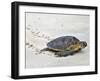 A Green Sea Turtle Crossing Watamu Beach, White Sandy Beach Is an Important Breeding Ground for Thr-Nigel Pavitt-Framed Photographic Print