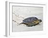 A Green Sea Turtle Crossing Watamu Beach, White Sandy Beach Is an Important Breeding Ground for Thr-Nigel Pavitt-Framed Photographic Print