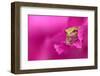 A green tree frog hides in a flower.-Dennis Fast-Framed Photographic Print