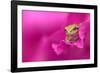 A green tree frog hides in a flower.-Dennis Fast-Framed Photographic Print