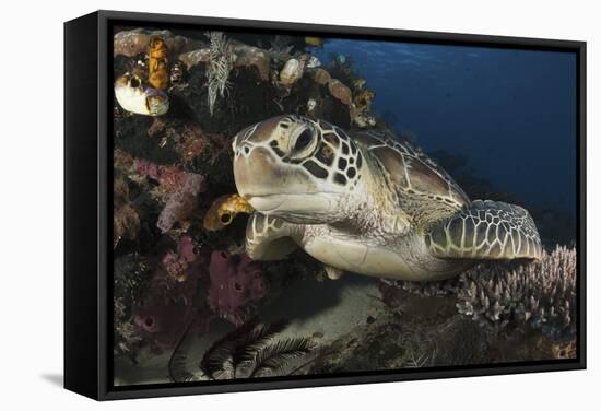 A Green Turtle Resting on a Reef Top in Komodo National Park, Indonesia-Stocktrek Images-Framed Stretched Canvas