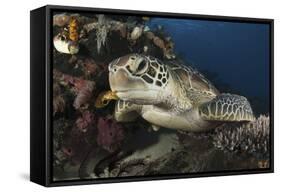 A Green Turtle Resting on a Reef Top in Komodo National Park, Indonesia-Stocktrek Images-Framed Stretched Canvas