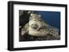 A Green Turtle Resting on a Reef Top in Komodo National Park, Indonesia-Stocktrek Images-Framed Premium Photographic Print