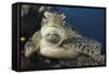 A Green Turtle Resting on a Reef Top in Komodo National Park, Indonesia-Stocktrek Images-Framed Stretched Canvas