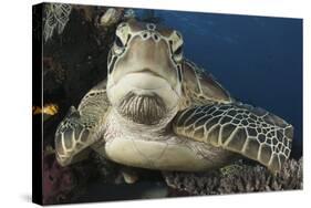 A Green Turtle Resting on a Reef Top in Komodo National Park, Indonesia-Stocktrek Images-Stretched Canvas