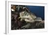 A Green Turtle Resting on a Reef Top in Komodo National Park, Indonesia-Stocktrek Images-Framed Photographic Print