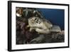 A Green Turtle Resting on a Reef Top in Komodo National Park, Indonesia-Stocktrek Images-Framed Photographic Print