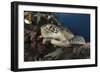 A Green Turtle Resting on a Reef Top in Komodo National Park, Indonesia-Stocktrek Images-Framed Photographic Print