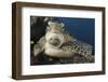 A Green Turtle Resting on a Reef Top in Komodo National Park, Indonesia-Stocktrek Images-Framed Photographic Print