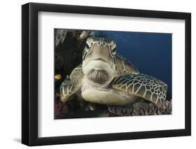 A Green Turtle Resting on a Reef Top in Komodo National Park, Indonesia-Stocktrek Images-Framed Photographic Print