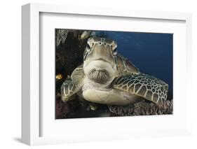 A Green Turtle Resting on a Reef Top in Komodo National Park, Indonesia-Stocktrek Images-Framed Photographic Print