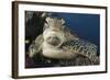 A Green Turtle Resting on a Reef Top in Komodo National Park, Indonesia-Stocktrek Images-Framed Photographic Print