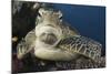 A Green Turtle Resting on a Reef Top in Komodo National Park, Indonesia-Stocktrek Images-Mounted Photographic Print