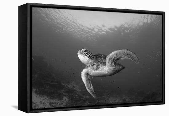 A Green Turtle Swimming in Komodo National Park, Indonesia-Stocktrek Images-Framed Stretched Canvas