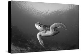A Green Turtle Swimming in Komodo National Park, Indonesia-Stocktrek Images-Stretched Canvas
