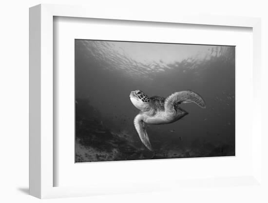 A Green Turtle Swimming in Komodo National Park, Indonesia-Stocktrek Images-Framed Photographic Print