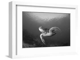 A Green Turtle Swimming in Komodo National Park, Indonesia-Stocktrek Images-Framed Photographic Print