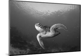 A Green Turtle Swimming in Komodo National Park, Indonesia-Stocktrek Images-Mounted Photographic Print