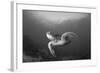 A Green Turtle Swimming in Komodo National Park, Indonesia-Stocktrek Images-Framed Photographic Print