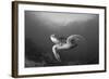 A Green Turtle Swimming in Komodo National Park, Indonesia-Stocktrek Images-Framed Photographic Print