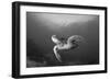 A Green Turtle Swimming in Komodo National Park, Indonesia-Stocktrek Images-Framed Photographic Print