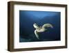 A Green Turtle Swimming in Komodo National Park, Indonesia-Stocktrek Images-Framed Photographic Print