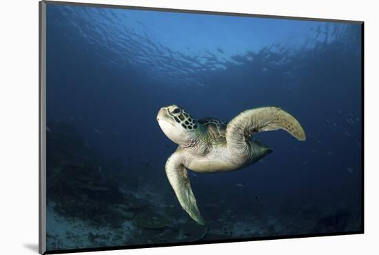 A Green Turtle Swimming in Komodo National Park, Indonesia-Stocktrek Images-Mounted Photographic Print