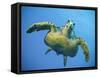 A Green Turtle Underwater in the Caribbean-Eric Peter Black-Framed Stretched Canvas