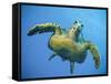 A Green Turtle Underwater in the Caribbean-Eric Peter Black-Framed Stretched Canvas