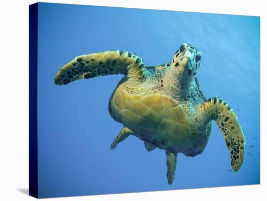 A Green Turtle Underwater in the Caribbean-Eric Peter Black-Stretched Canvas