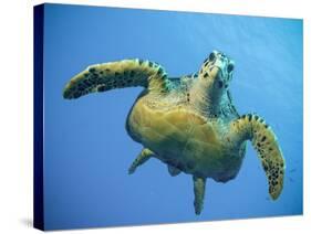 A Green Turtle Underwater in the Caribbean-Eric Peter Black-Stretched Canvas