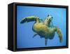 A Green Turtle Underwater in the Caribbean-Eric Peter Black-Framed Stretched Canvas