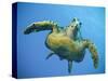 A Green Turtle Underwater in the Caribbean-Eric Peter Black-Stretched Canvas