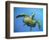 A Green Turtle Underwater in the Caribbean-Eric Peter Black-Framed Photographic Print