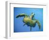 A Green Turtle Underwater in the Caribbean-Eric Peter Black-Framed Photographic Print