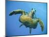 A Green Turtle Underwater in the Caribbean-Eric Peter Black-Mounted Photographic Print