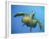 A Green Turtle Underwater in the Caribbean-Eric Peter Black-Framed Photographic Print