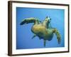 A Green Turtle Underwater in the Caribbean-Eric Peter Black-Framed Photographic Print