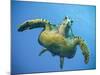 A Green Turtle Underwater in the Caribbean-Eric Peter Black-Mounted Photographic Print